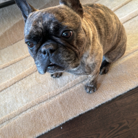 Photo de profil de Caïpi