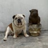 Photo de Georges, Bulldog Anglais