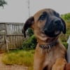 Photo de Zorro☄, Boerbull