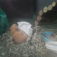 Photo de profil de Chouquette 