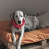 Photo de Lady , Dalmatien