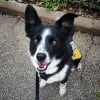 Photo de Mako, Border Collie