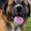 Photo de Oslo, Saint-Bernard
