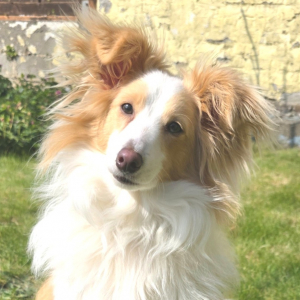 Photo de profil de Laika