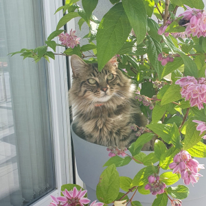 Photo de profil de Uno