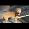 Photo de YuKi , Shiba Inu