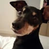 Photo de Maccario, Pinscher Nain