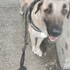 Photo de Bulma , Berger d'Anatolie