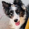 Photo de Saly, Border Collie