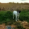 Photo de Pila, Parson Russell Terrier