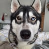 Photo de Naïka, Husky Sibérien