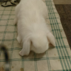 Photo de Akira , Lapin