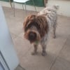 Photo de ubo, Griffon Korthals
