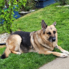 Photo de Max, Berger Allemand
