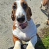 Photo de Ruby, Basset Hound