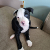 Photo de Loki, Pitbull