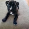 Photo de Athéna, Pitbull