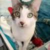 Photo de Biscuit