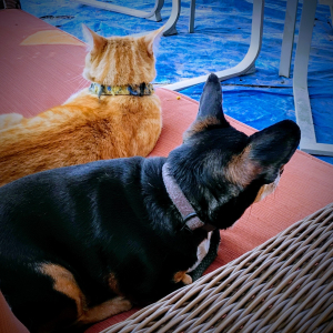 Photo de profil de Pépito 