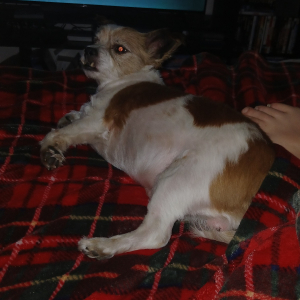 Photo de profil de Papillon 