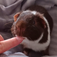 Photo de profil de Dobby 