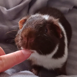 Photo de profil de Dobby 