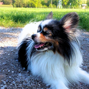 Photo de profil de Chadow