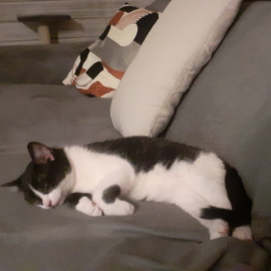 Photo de profil de Tinou