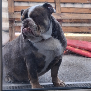 Photo de profil de Mastoc