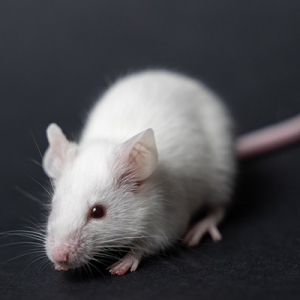 Photo de profil de Camomille
