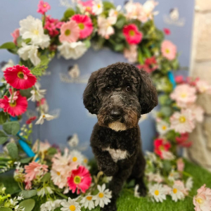 Photo de profil de COOKIE