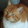 Photo de Gribouille