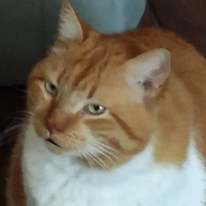 Photo de profil de Gribouille