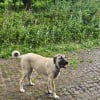 Photo de Kira, Berger d'Anatolie
