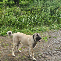 Photo de profil de Kira