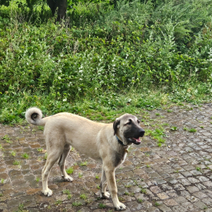 Photo de profil de Kira