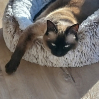 Photo de profil de Jaellys 