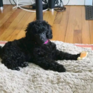 Photo de profil de Bella 