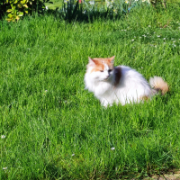 Photo de profil de Tolmeia 