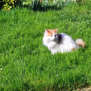 Photo de profil de Tolmeia 