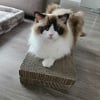 Photo de Tsuki