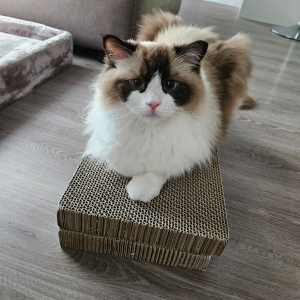 Photo de profil de Tsuki