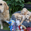 Photo de Golden 