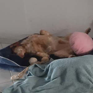 Photo de profil de Tilio