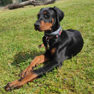 Photo de profil de Shelby