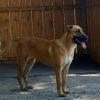 Photo de Zola