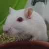 Photo de Flocon 