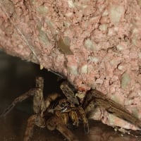 Photo de profil de Fureur