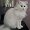 Photo de Stella 