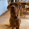 Photo de Django